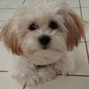 Fundraising Page: Sharon Fernandes